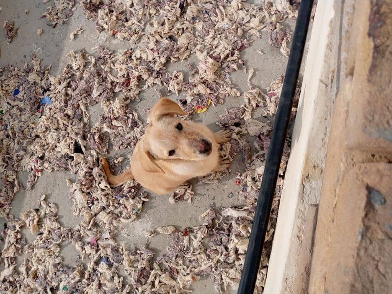 Labrador puppies pair 3