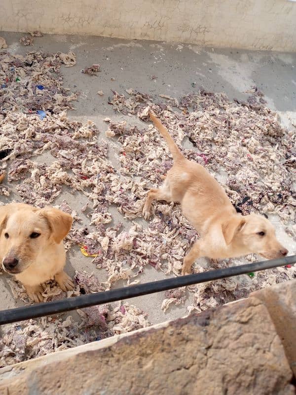 Labrador puppies pair 4