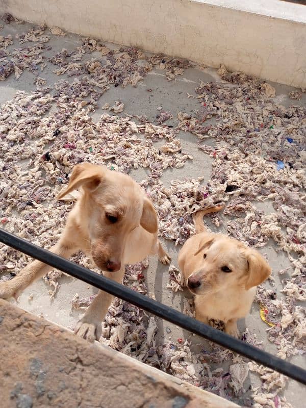 Labrador puppies pair 5