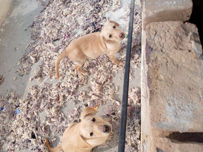 Labrador puppies pair 6