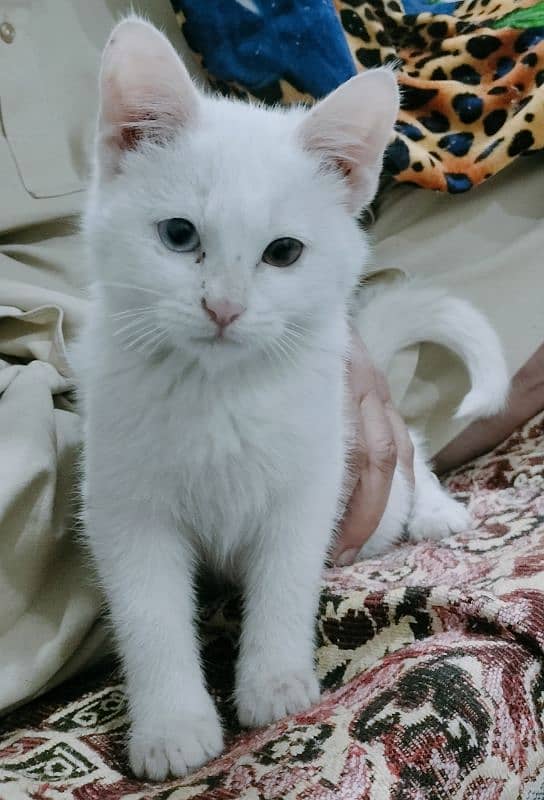 RS 10000. . . . 5 month 0ld persian cat for sale 0