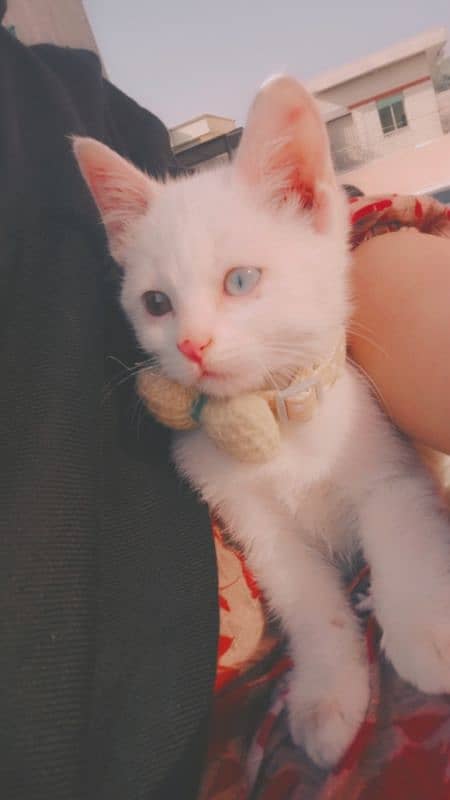 RS 10000. . . . 5 month 0ld persian cat for sale 2