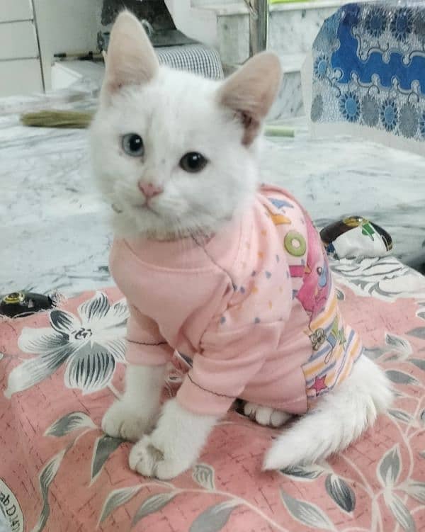 RS 10000. . . . 5 month 0ld persian cat for sale 5