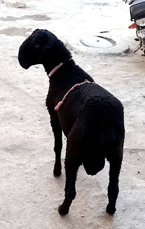 Pure khara breeder sheep 1