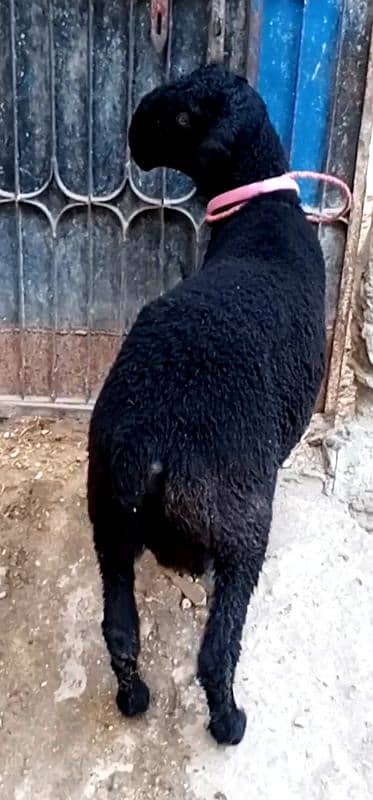 Pure khara breeder sheep 2