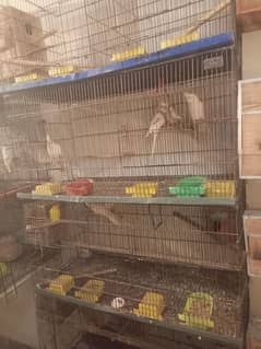 setup love birds cocktail Java budgies with egg pair cage for sale