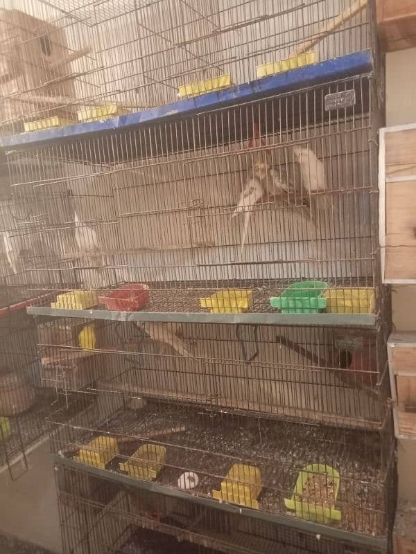 setup love birds cocktail Java budgies with egg pair cage for sale 0