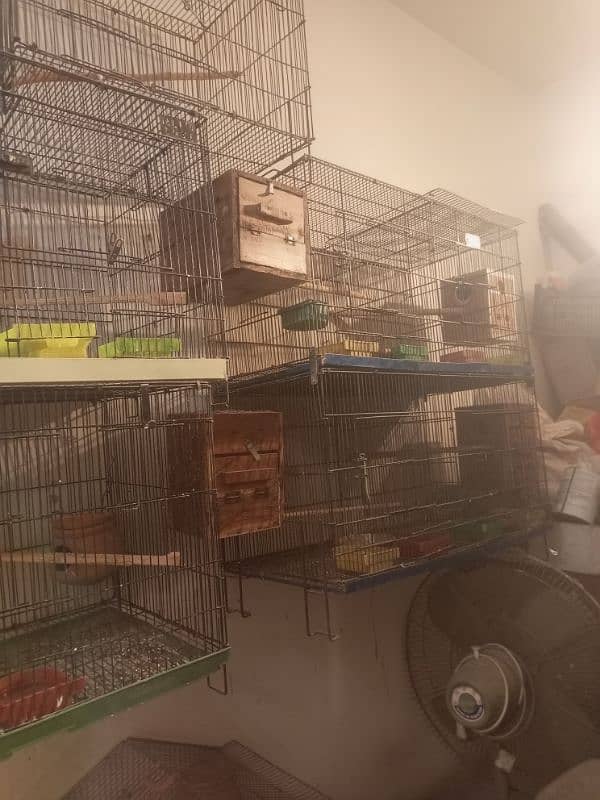 setup love birds cocktail Java budgies with egg pair cage for sale 2