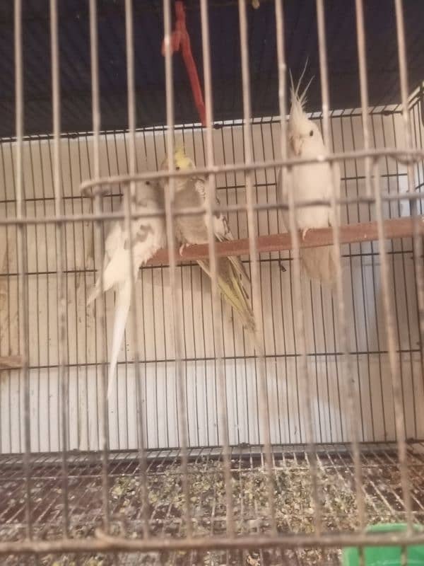 setup love birds cocktail Java budgies with egg pair cage for sale 3