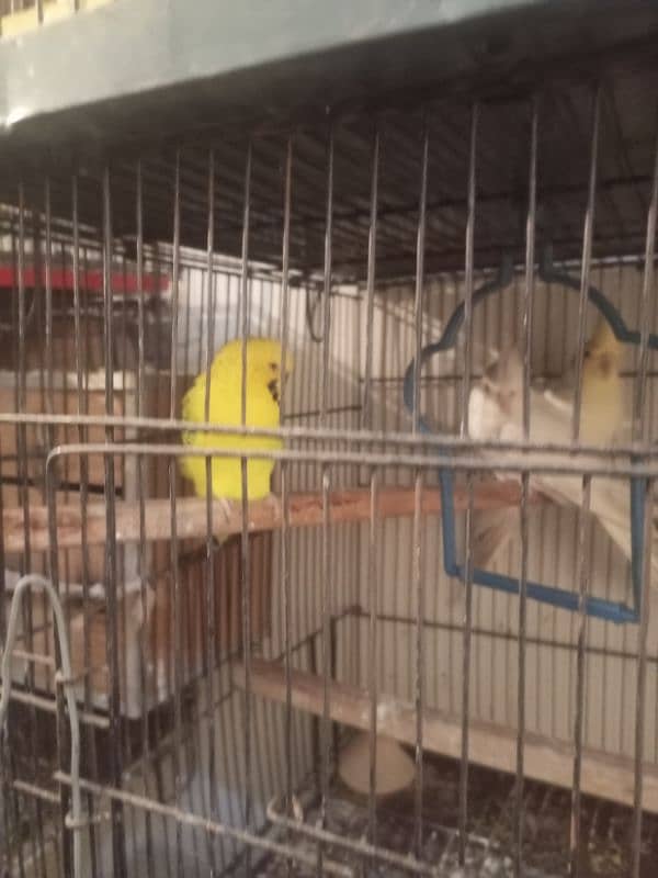 setup love birds cocktail Java budgies with egg pair cage for sale 4