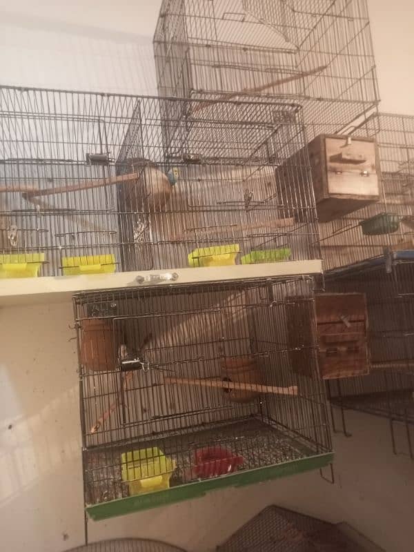 setup love birds cocktail Java budgies with egg pair cage for sale 5