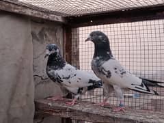 pigeons