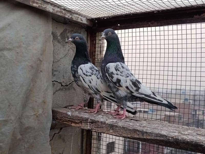 pigeons 1