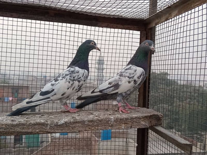 pigeons 2