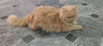 Persian pregnant cat