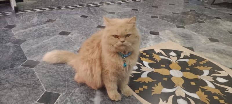 Persian pregnant cat 2