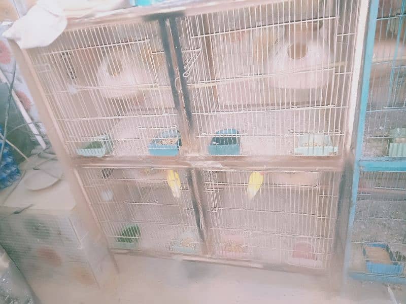 complete setup for sale 4 love birds pair with eggs and chiks 0