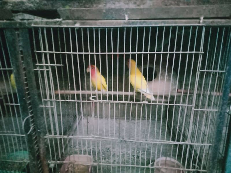 complete setup for sale 4 love birds pair with eggs and chiks 3