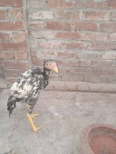 2 female 1 male phtaa bilkul fresh pr piece 2500