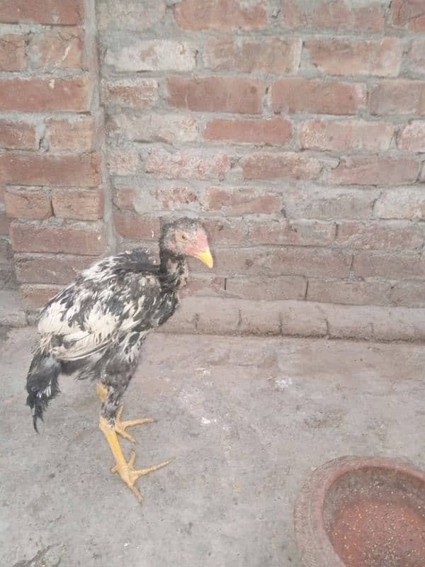 2 female 1 male phtaa bilkul fresh pr piece 2500 0