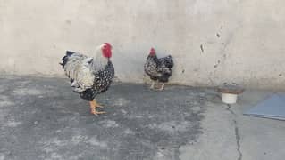 Silver wyandotte pair egg laying