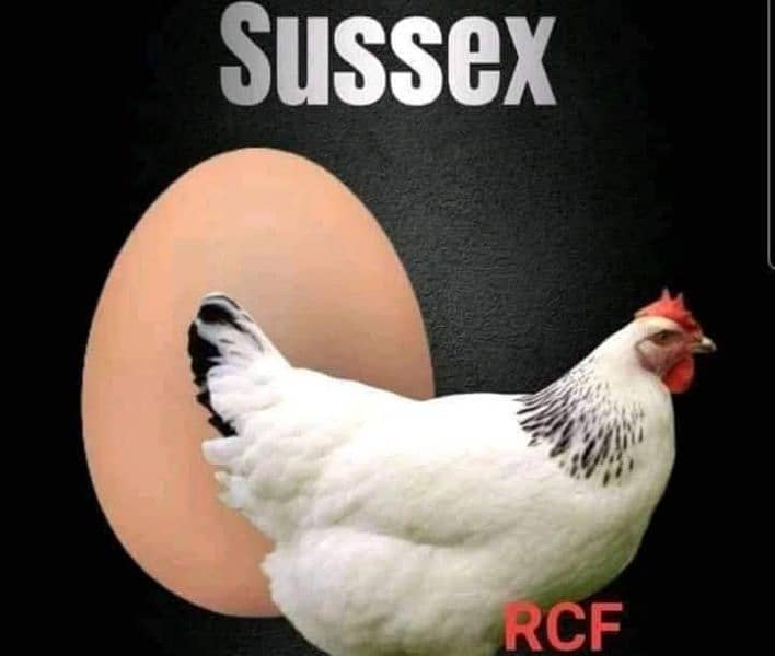 Plymouth and Sussex eggs 0