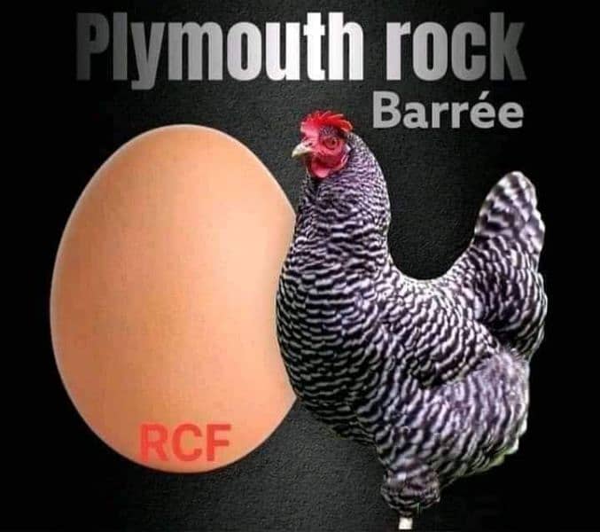 Plymouth and Sussex eggs 1