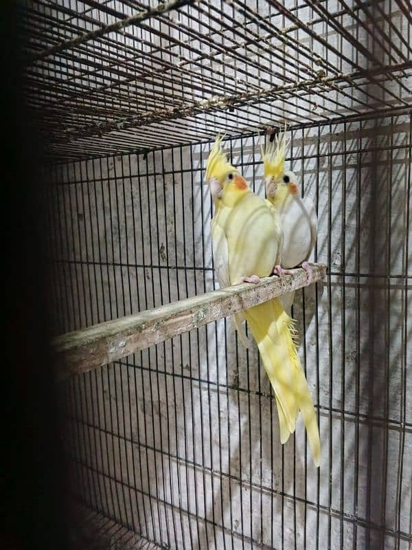 COMON WHITE COCKTAIL BREDER PAIR WITH 1CHICK -1 READY TO BREED PAIR 2