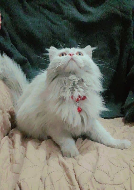 Persian Male Cat 0