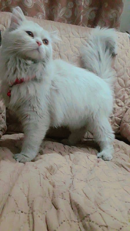 Persian Male Cat 1