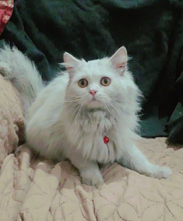 Persian Male Cat 2