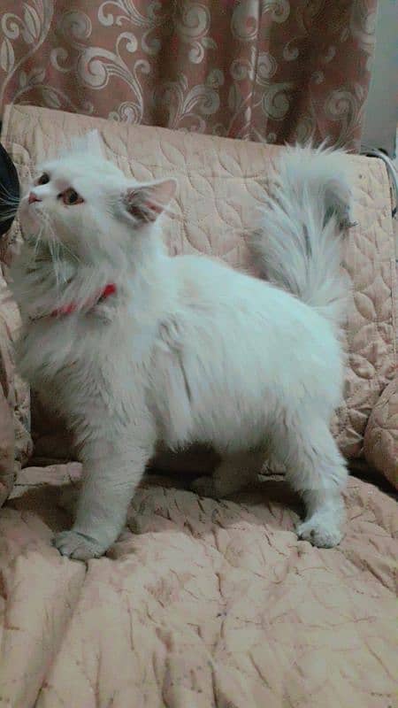 Persian Male Cat 3