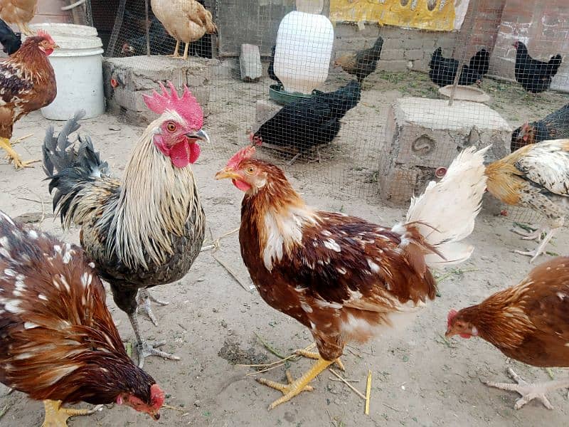 Astralope or Desi Mesri Egg laying hens for sale 2