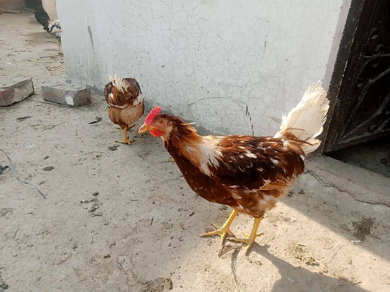 Astralope or Desi Mesri Egg laying hens for sale 3