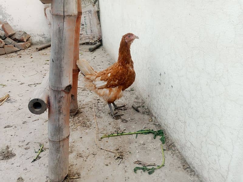 Astralope or Desi Mesri Egg laying hens for sale 4