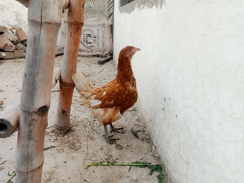 Astralope or Desi Mesri Egg laying hens for sale 5