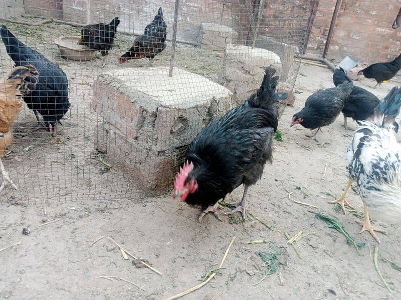 Astralope or Desi Mesri Egg laying hens for sale 7