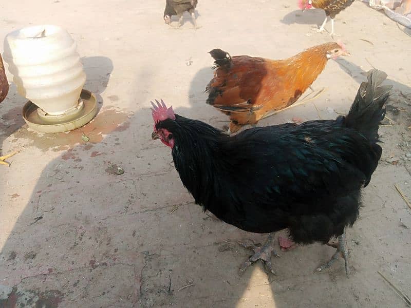 Astralope or Desi Mesri Egg laying hens for sale 8