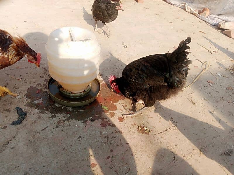 Astralope or Desi Mesri Egg laying hens for sale 9