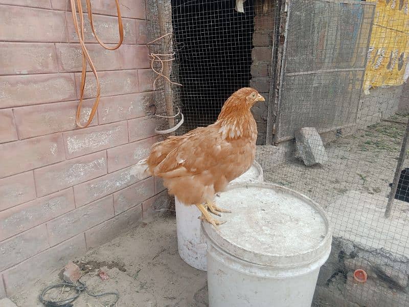 Astralope or Desi Mesri Egg laying hens for sale 10