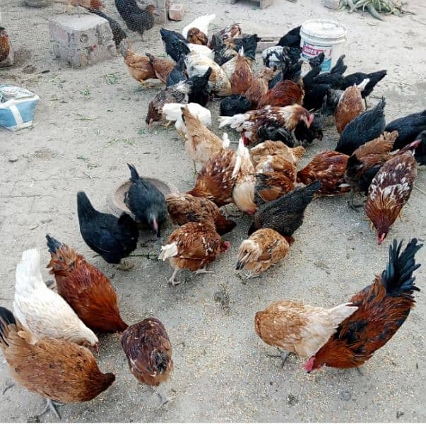 Astralope or Desi Mesri Egg laying hens for sale 11