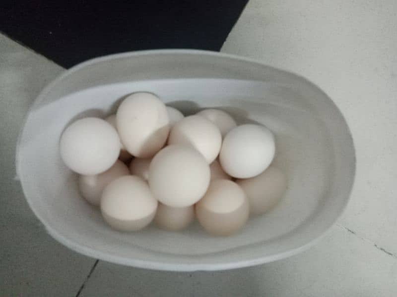 Astralope or Desi Mesri Egg laying hens for sale 12