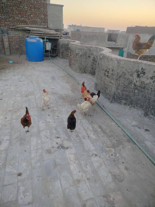 8 hens for sale 0