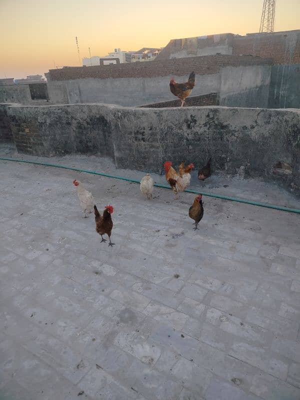 8 hens for sale 1