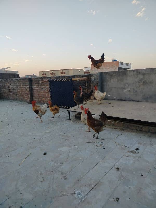 8 hens for sale 3