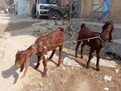 bakri and 2 bache for sale