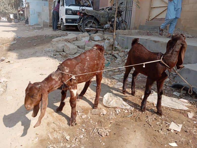 bakri and 2 bache for sale 0