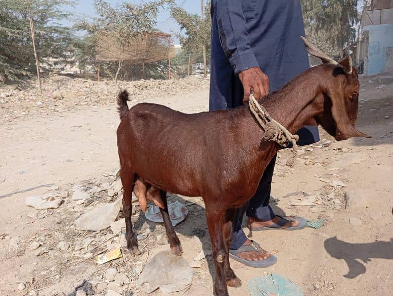 bakri and 2 bache for sale 2