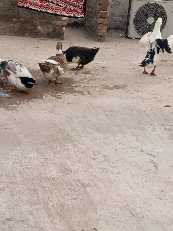 urgent!! 2 pairs of desi ducks 0