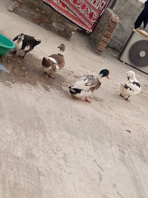 urgent!! 2 pairs of desi ducks 1